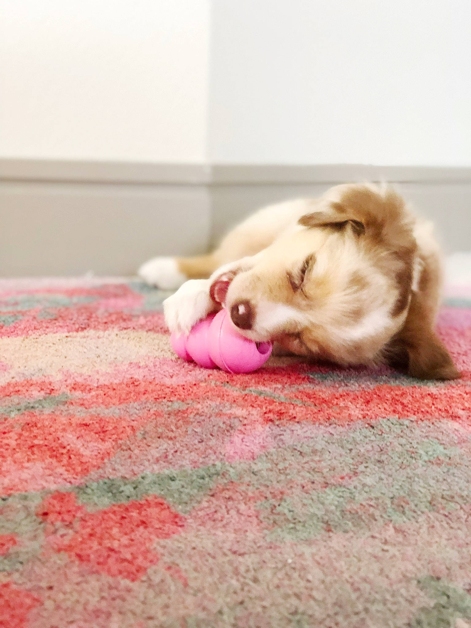 Bailey is registered to the contest to win money with this photo: carnivore, comfort, companion_dog, dog, dog_breed, dress, fawn, flooring, foot, fur, hardwood, human_leg, liver, mammal, pink, snout, toy, toy_dog, whiskers, wood