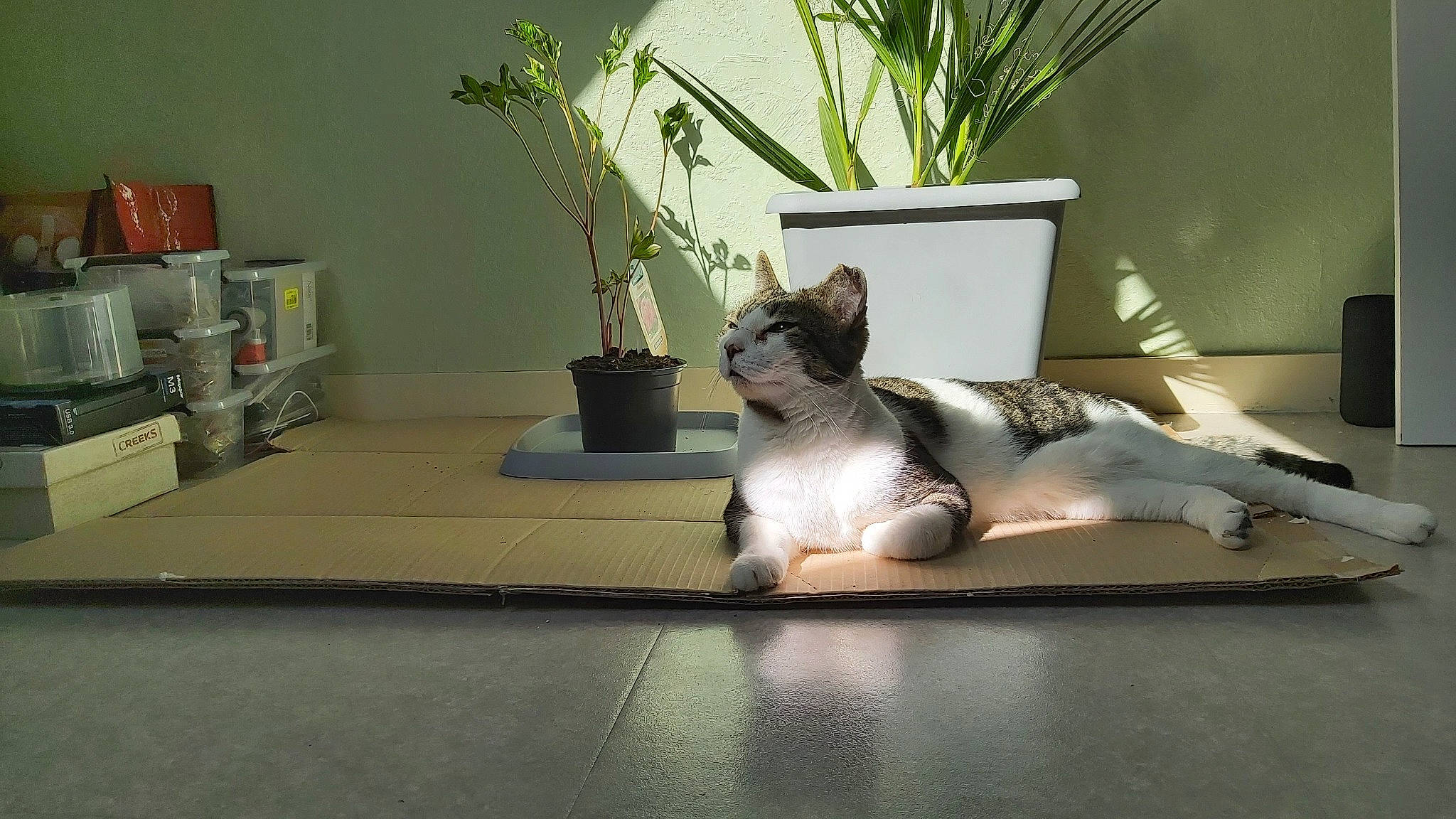 Haribo a rejoint le concours — aidez-le/la à gagner de superbes lots ! carnivore, cat, comfort, couch, felidae, floor, flooring, flowerpot, hardwood, houseplant, human_leg, interior_design, linens, living_room, plant, room, small_to_medium_sized_cats, tail, whiskers, window