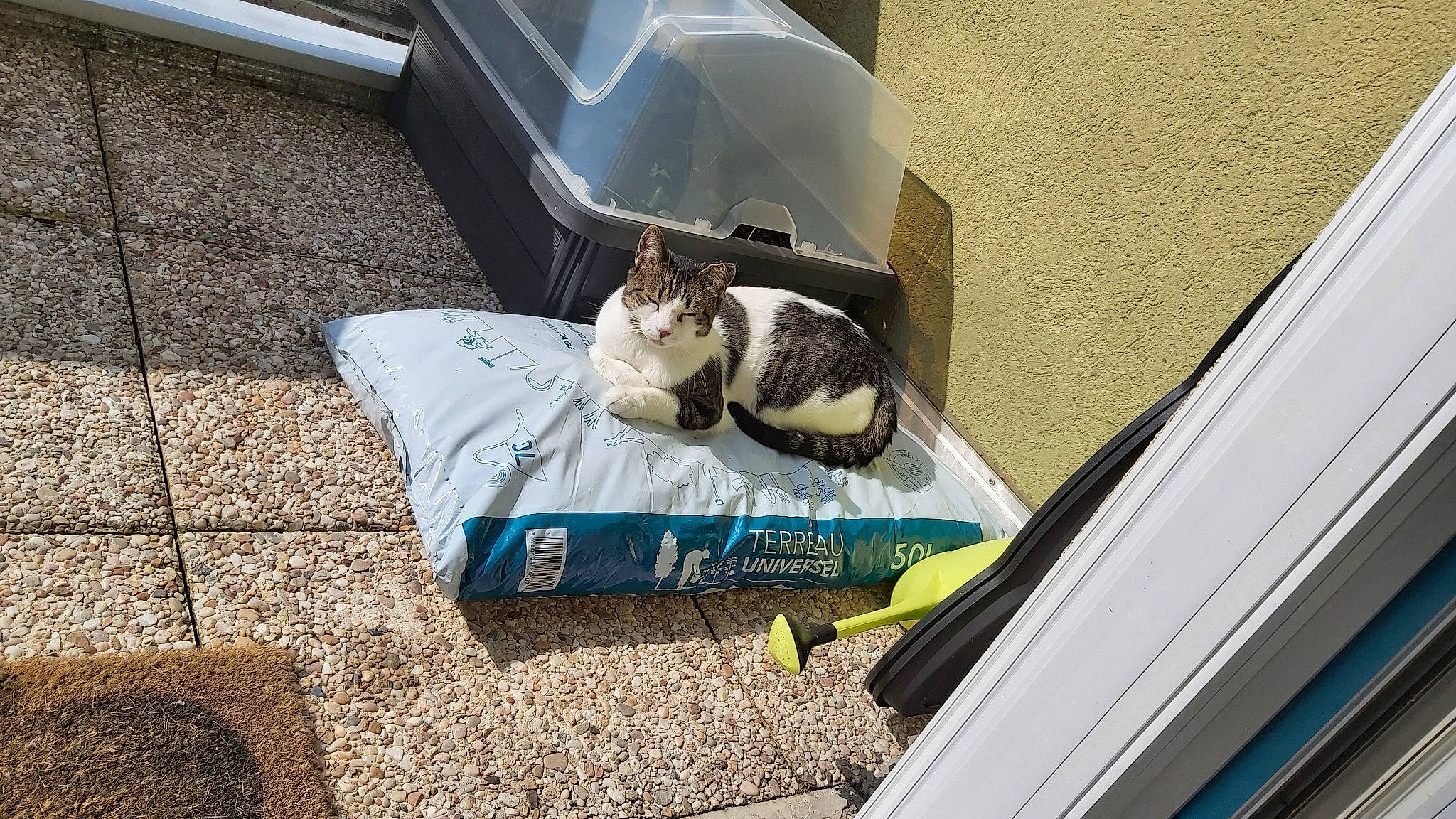 Haribo participe au concours pour gagner de l'argent avec cette photo : automotive_exterior, box, carnivore, cat, comfort, domestic_short_haired_cat, felidae, fur, grass, home, linens, pet_supply, roof, sitting, small_to_medium_sized_cats, tail, tree, vehicle_door, whiskers, wood