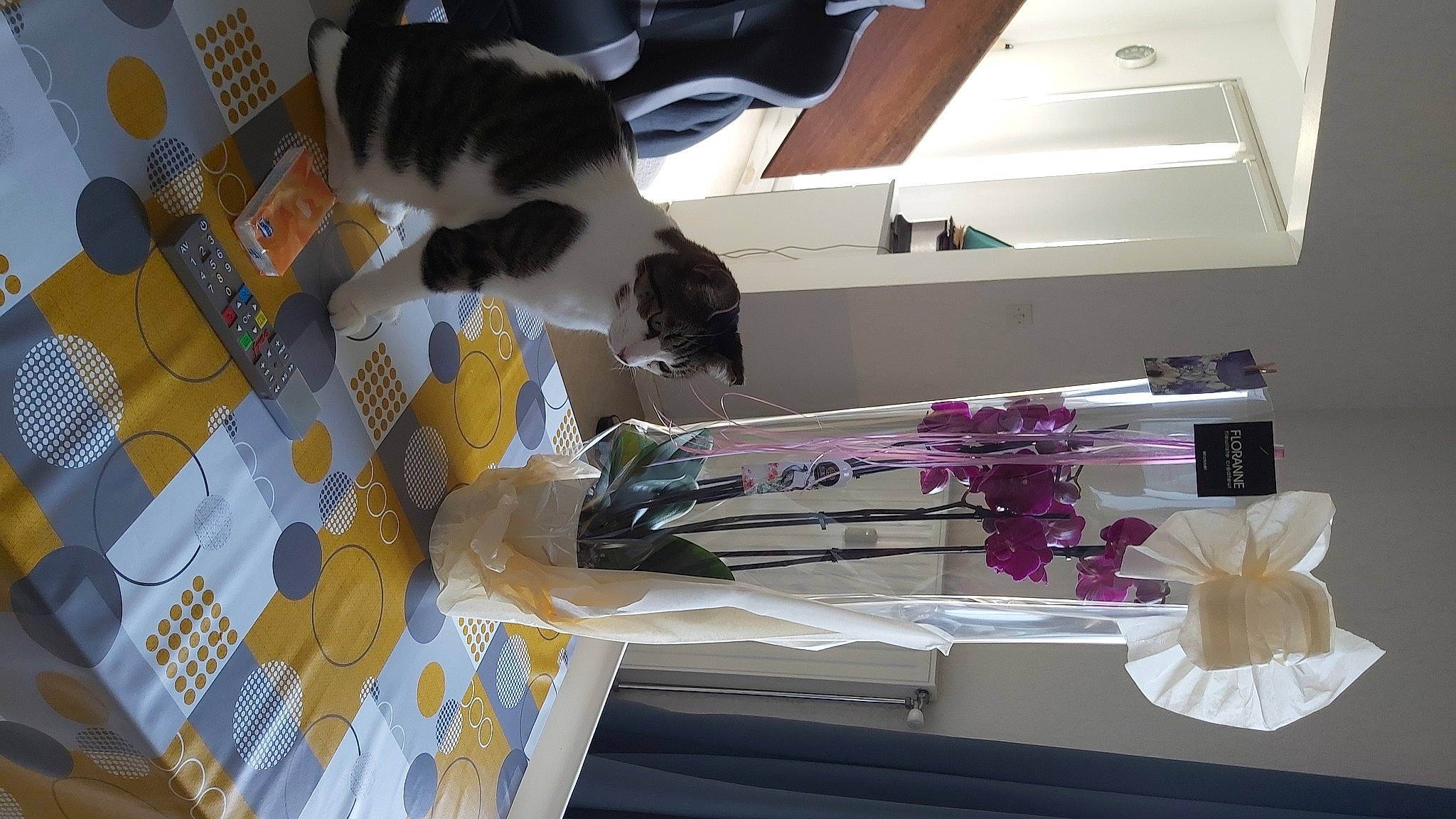 Haribo participe au concours pour gagner de l'argent avec cette photo : carnivore, cat, cut_flowers, domestic_short_haired_cat, felidae, flooring, flower, interior_design, linens, magenta, petal, plant, room, shelf, shelving, small_to_medium_sized_cats, table, tail, whiskers, white