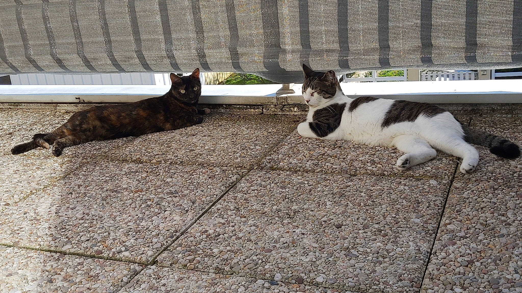 Haribo participe au concours pour gagner de l'argent avec cette photo : canidae, carnivore, cat, companion_dog, dog_breed, domestic_short_haired_cat, felidae, flooring, fur, grass, pet_supply, road_surface, shade, shadow, sitting, small_to_medium_sized_cats, snout, sporting_group, tail, whiskers