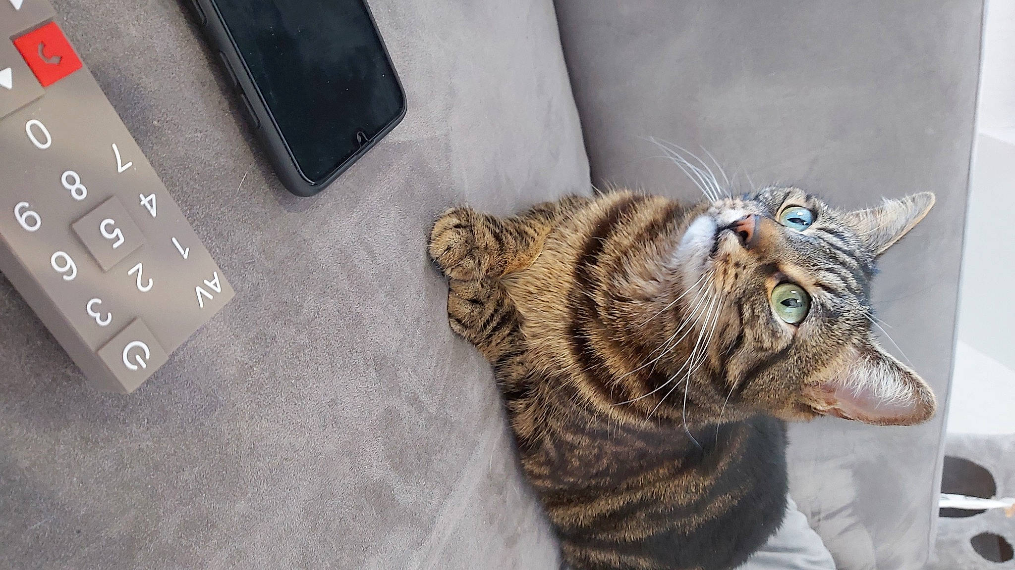 Maya a rejoint le concours — aidez-le/la à gagner de superbes lots ! carnivore, cat, claw, comfort, communication_device, domestic_short_haired_cat, eye, fang, felidae, fur, gadget, grey, multimedia, paw, remote_control, small_to_medium_sized_cats, tail, terrestrial_animal, whiskers, wildlife