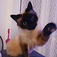 Joy participe au concours pour gagner de l'argent avec cette photo : cat, siamese, blue_eyes, paw, furry, pet, indoor, curtain, pattern, perch, soft, cute, animal, mammal, whiskers, playful, feline, curious, domestic, blurred