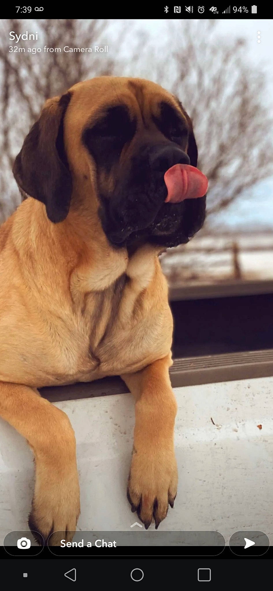 Harley joined the competition — help win amazing prizes! ancient_dog_breeds, biting, bored, canidae, carnivore, companion_dog, dog, dog_breed, dog_collar, fawn, giant_dog_breed, guard_dog, liver, molosser, shar_pei, snout, sporting_group, working_animal, working_dog, wrinkle