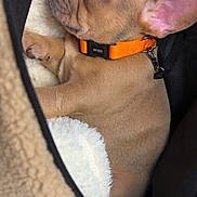 Alma participe au concours pour gagner de l'argent avec cette photo : puppy, dog, french_bulldog, sleeping, collar, orange_collar, pet_bed, cozy, fur, closeup, nap, cute, animal, domestic_animal, resting, young_dog, soft_texture, indoor, pet, adorable