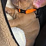 puppy, dog, french_bulldog, sleeping, collar, orange_collar, pet_bed, cozy, fur, closeup, nap, cute, animal, domestic_animal, resting, young_dog, soft_texture, indoor, pet, adorable