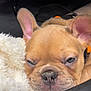 dog, puppy, french_bulldog, sleepy, close_up, face, ears, blanket, cozy, fur, pet, animal, cute, resting, soft_texture, black_background, nose, whiskers, young, domestic_animal