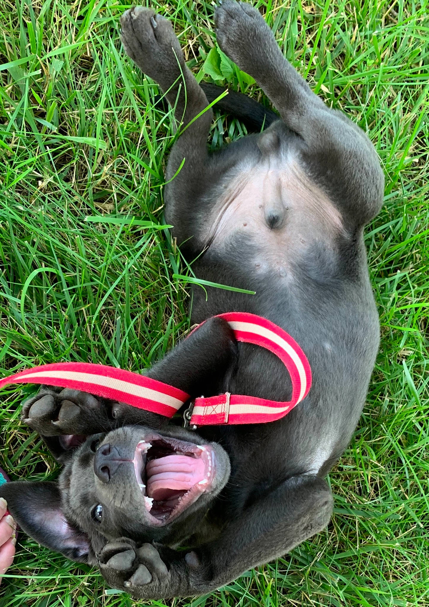 Titan is registered to the contest to win money with this photo: canidae, carmine, dog_breed, domestic_rabbit, fawn, grass, groundcover, lawn, lawn_ornament, liver, mammal, pack_animal, pet_supply, rabbit, snout, sporting_group, tail, terrestrial_animal, vertebrate, working_animal