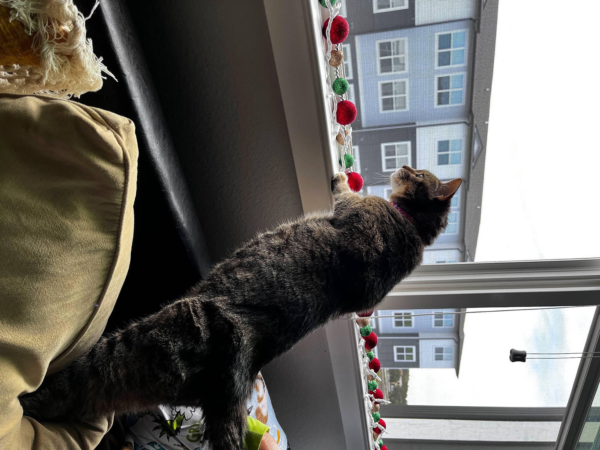 Luna is registered to the contest to win money with this photo: building, carnivore, cat, claw, comfort, domestic_short_haired_cat, door, felidae, fur, gesture, human_leg, room, small_to_medium_sized_cats, tail, whiskers, window