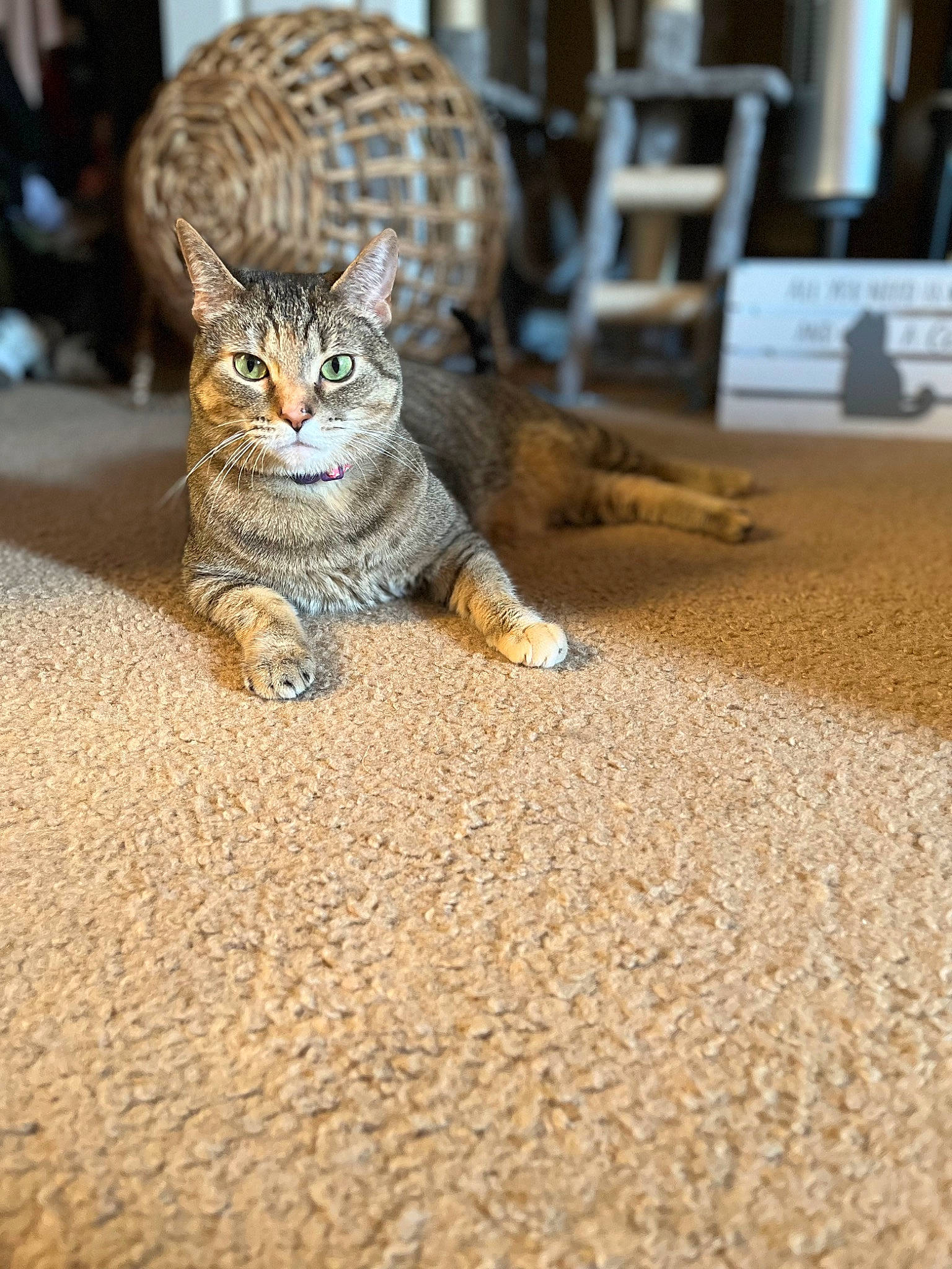 Luna is registered to the contest to win money with this photo: carnivore, carpet, cat, comfort, domestic_short_haired_cat, eye, fawn, felidae, floor, flooring, foot, fur, hardwood, paw, road_surface, small_to_medium_sized_cats, tail, terrestrial_animal, whiskers, wood