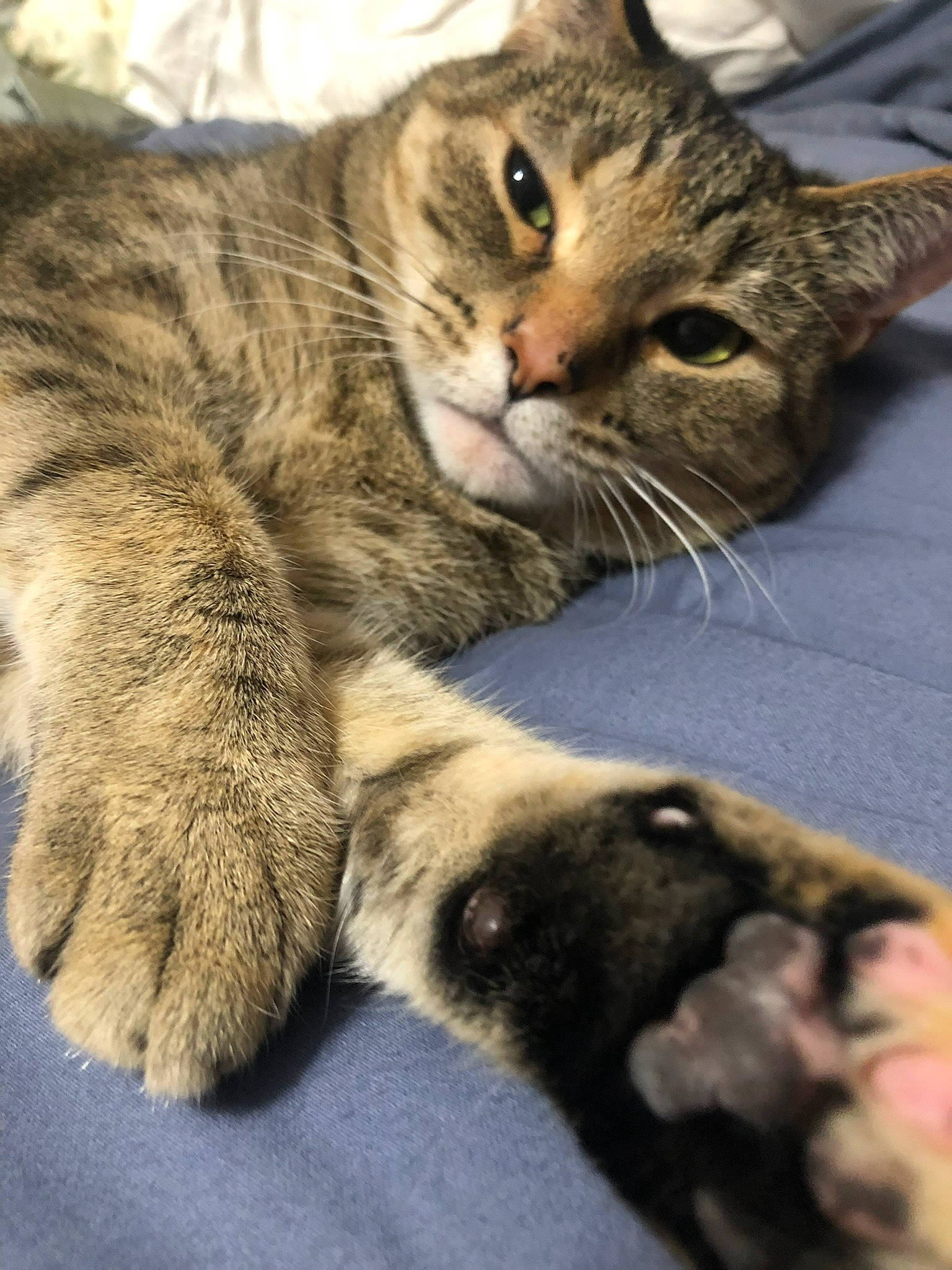 Luna joined the competition — help win amazing prizes! carnivore, cat, claw, domestic_short_haired_cat, felidae, fur, paw, small_to_medium_sized_cats, snout, tail, terrestrial_animal, whiskers, wildlife