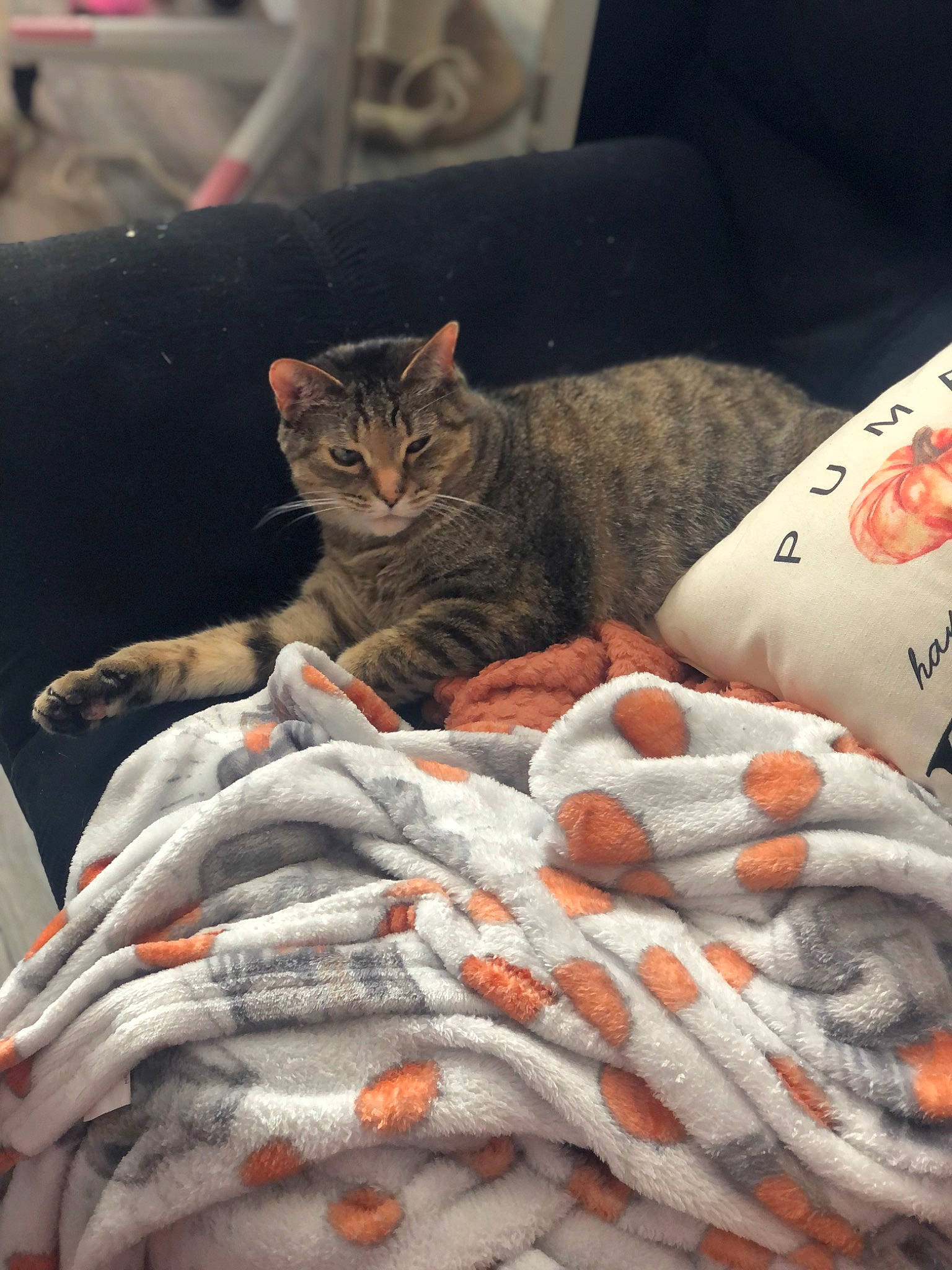 Luna is registered to the contest to win money with this photo: bed_sheet, bedding, carmine, carnivore, cat, comfort, couch, domestic_short_haired_cat, felidae, fur, grey, linens, pattern, small_to_medium_sized_cats, thread, whiskers, wood, wool, woolen, woven_fabric