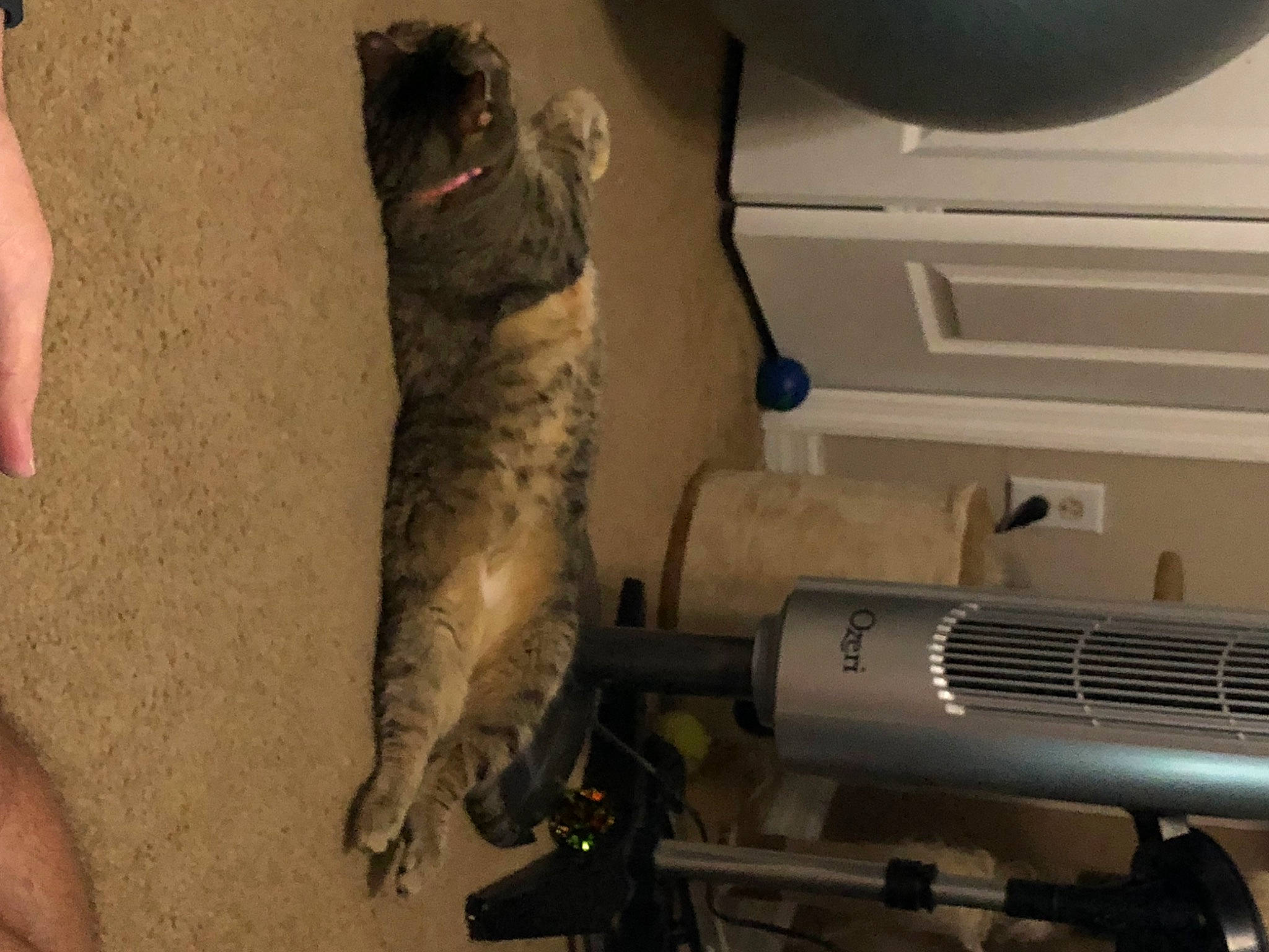 Luna joined the competition — help win amazing prizes! audio_equipment, carnivore, cat, dog_breed, domestic_short_haired_cat, felidae, fish, foot, fur, gas, home_appliance, human_leg, machine, office_equipment, paw, room, small_to_medium_sized_cats, sporting_group, tail, whiskers