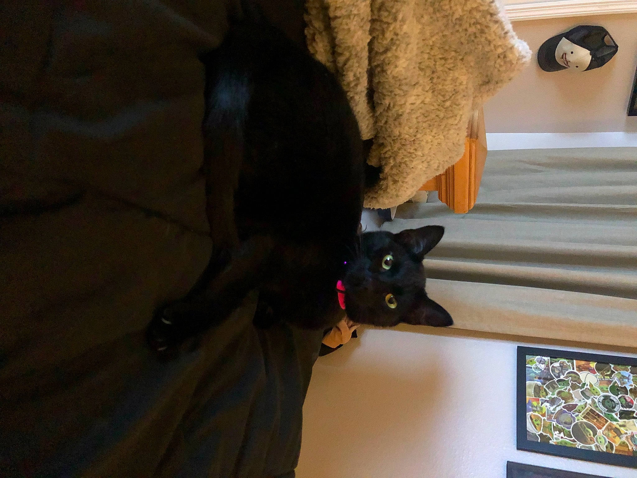 Jinx is registered to the contest to win money with this photo: carnivore, cat, chair, comfort, curtain, domestic_short_haired_cat, felidae, flooring, fur, grey, hardwood, linens, picture_frame, room, shelf, small_to_medium_sized_cats, tail, whiskers, window, wood