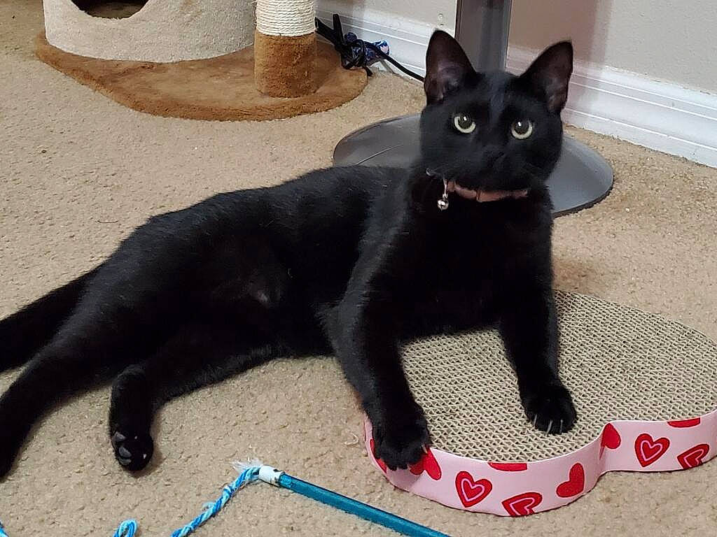 Jinx is registered to the contest to win money with this photo: black_cat, bombay, cat, cat_toy, claw, domestic_short_haired_cat, felidae, fur, havana_brown, paw, small_to_medium_sized_cats, tail, terrestrial_animal, whiskers