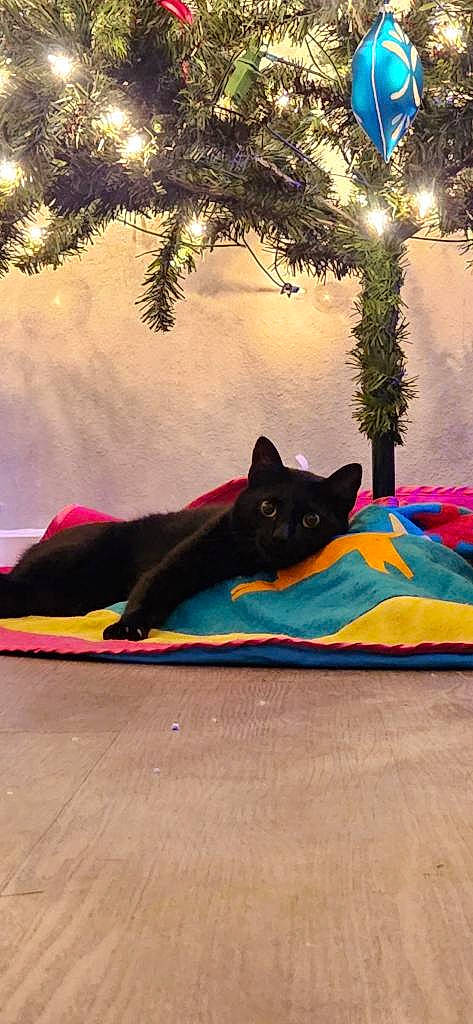 Jinx joined the competition — help win amazing prizes! art, black_cat, carnivore, cat, comfort, felidae, flooring, grass, leisure, magenta, mammal, plant, small_to_medium_sized_cats, tail, tints_and_shades, tree, vertebrate, whiskers, window, wood