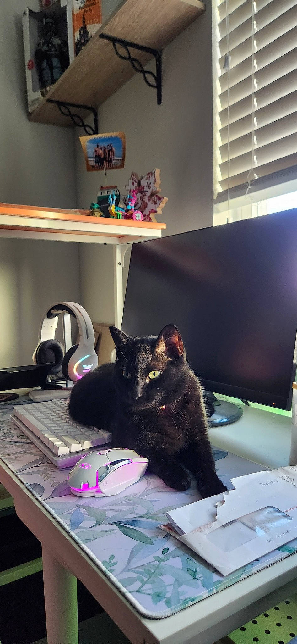 Jinx is registered to the contest to win money with this photo: black_cat, carnivore, cat, comfort, computer_keyboard, desk, desktop_computer, domestic_short_haired_cat, felidae, fur, house, peripheral, plant, purple, room, shelf, shelving, small_to_medium_sized_cats, table, whiskers