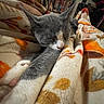 Yukio is registered to the contest to win money with this photo: cat, sleeping, gray_cat, white_cat, blanket, patterned_blanket, cozy, indoor, nap, fur, whiskers, pet, cute, resting, animal, soft_texture, close_up, relaxation, home, comfort
