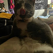 Yukio is registered to the contest to win money with this photo: cat, indoor, animal, pet, feline, tongue_out, gray_fur, white_fur, tapestry, chalkboard, cluttered_background, bed, blanket, collar, relaxed, closeup, home, furniture, soft_lighting, cute