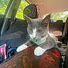 cat, gray_cat, white_paws, car_interior, car_seat, harness, window, sunlight, seatbelt, colorful_seat_cover, pet, animal, indoor, vehicle, backseat, curious, relaxed, daylight, domestic_cat, travel