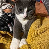 Yukio is registered to the contest to win money with this photo: cat, gray_cat, white_paws, bell_collar, blanket, yellow_blanket, texture, cozy, indoor, relaxation, pet, whiskers, fur, animal, cute, resting, soft, comfort, closeup, domestic_cat