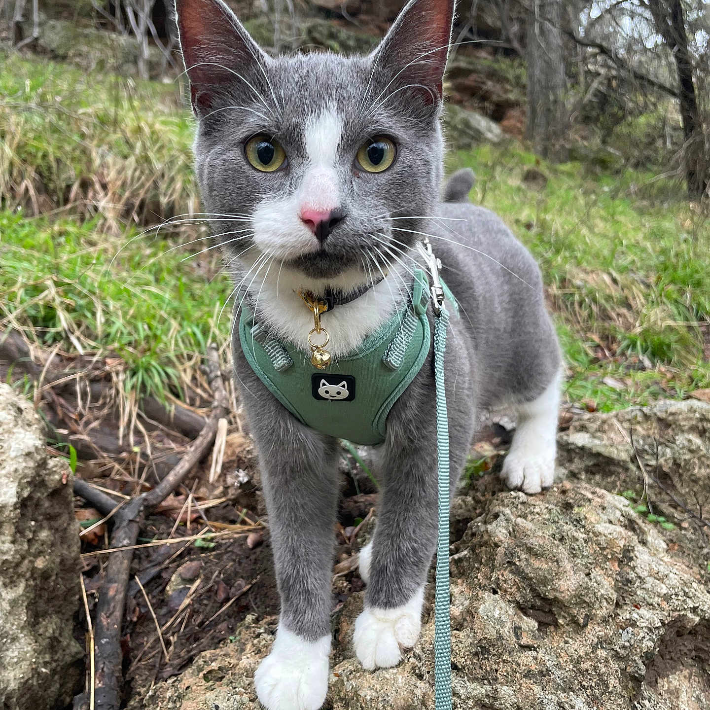 Yukio is registered to the contest to win money with this photo: cat, gray_cat, white_paws, harness, leash, outdoor, nature, rocks, greenery, trees, curious, animal, pet, close_up, whiskers, ears, alert, mammal, wildlife, portrait