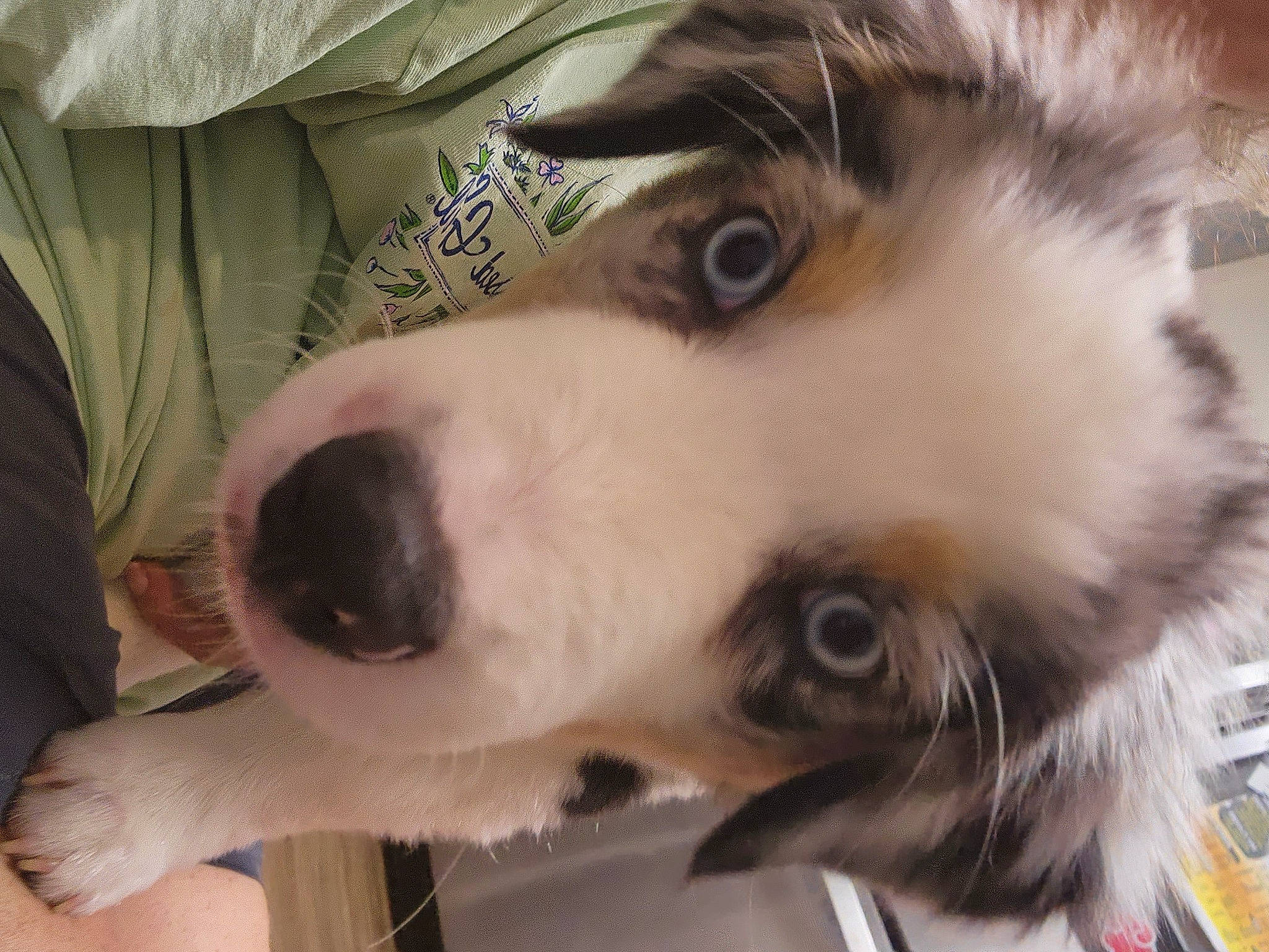 Blu-j is registered to the contest to win money with this photo: canidae, carnivore, companion_dog, dog, dog_breed, ear, eyelash, fawn, fur, non_sporting_group, paw, puppy, snout, sporting_group, toy_dog, whiskers, working_animal, working_dog