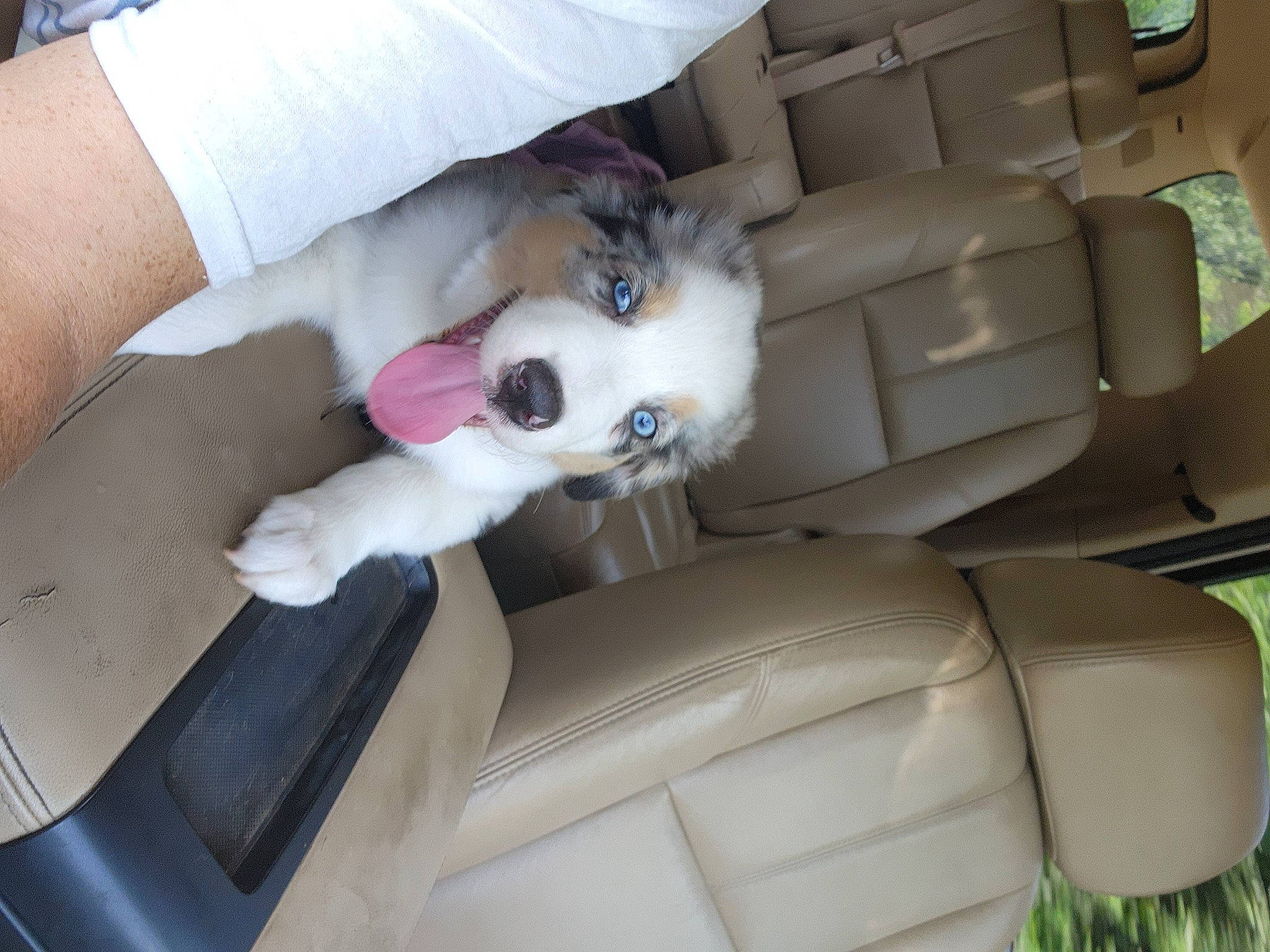 Blu-j is registered to the contest to win money with this photo: auto_part, automotive_design, car, car_seat, car_seat_cover, carnivore, comfort, companion_dog, dog, dog_breed, family_car, fawn, head_restraint, motor_vehicle, personal_luxury_car, plant, seat_belt, vehicle, vehicle_door, window