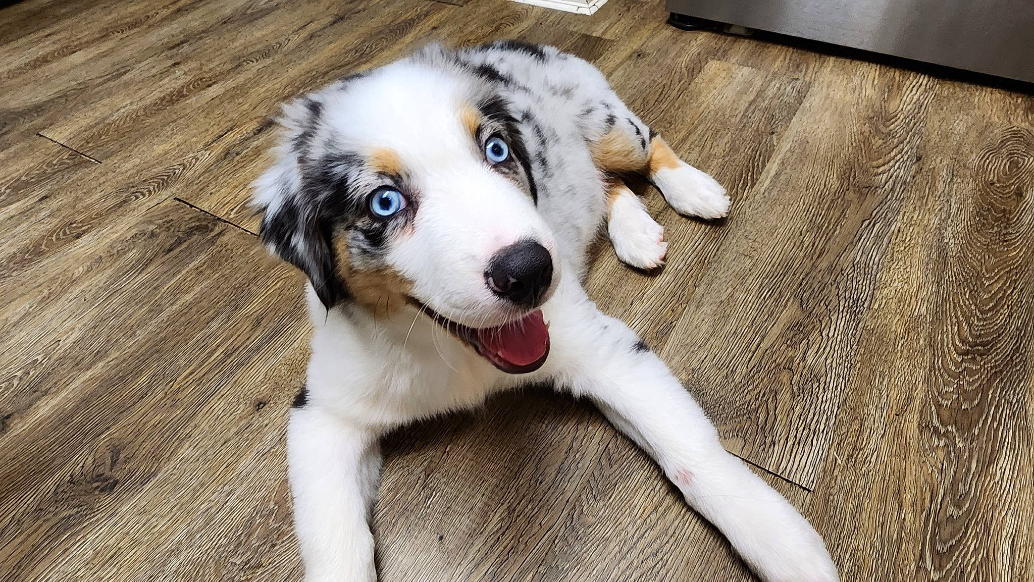 Blu-j is registered to the contest to win money with this photo: ball, canidae, carnivore, companion_dog, dog, dog_breed, ear, fawn, flooring, fur, hardwood, paw, puppy, snout, sporting_group, whiskers, wood, wood_stain, working_animal, working_dog