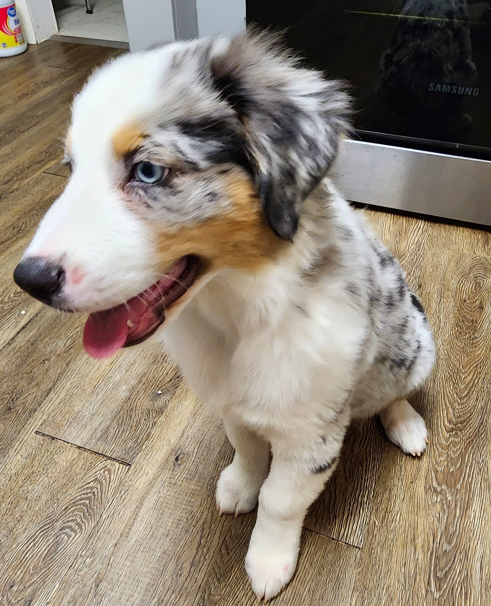 Blu-j joined the competition — help win amazing prizes! australian_collie, australian_shepherd, canidae, carnivore, companion_dog, computer_keyboard, computer_monitor, dog, dog_breed, flooring, fur, hardwood, herding_dog, home_appliance, plant, sporting_group, television, whiskers, wood, working_dog