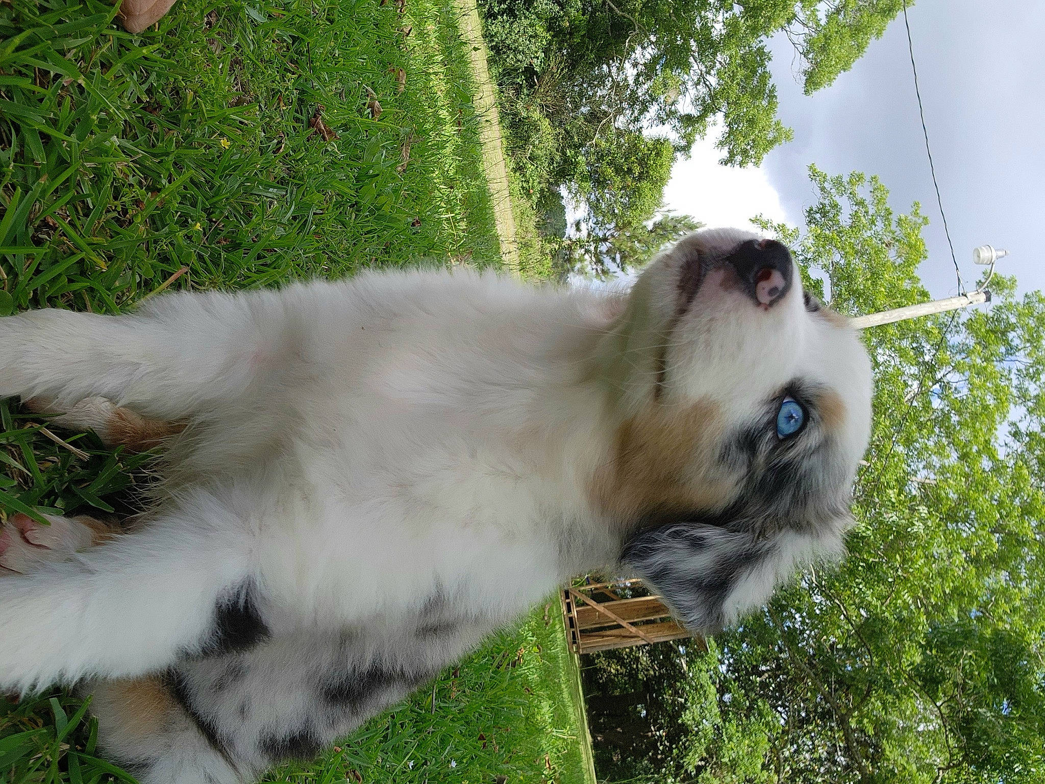 Blu-j joined the competition — help win amazing prizes! canidae, carnivore, collar, companion_dog, dog_breed, fawn, fur, grass, macaque, plant, primate, sky, snout, sporting_group, tail, terrestrial_animal, tree, whiskers, wildlife, zoo