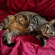 Bugs joined the competition — help win amazing prizes! animal, bed, cat, cozy, cute, domestic_cat, ears, feline, fur, indoor, laying_down, looking_at_camera, paws, pet, red_bedding, relaxed, striped, tabby, tail, whiskers