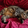animal, bed, cat, cozy, cute, domestic_cat, ears, feline, fur, indoor, laying_down, looking_at_camera, paws, pet, red_bedding, relaxed, striped, tabby, tail, whiskers