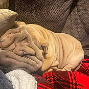 Whiskey is registered to the contest to win money with this photo: dog, shar_pei, wrinkled_skin, wrinkles, sleeping, couch, sofa, plaid_blanket, red_blanket, pillow, indoor, pet, cozy, fur, snout, ear, close_up, resting, textured_upholstery, home