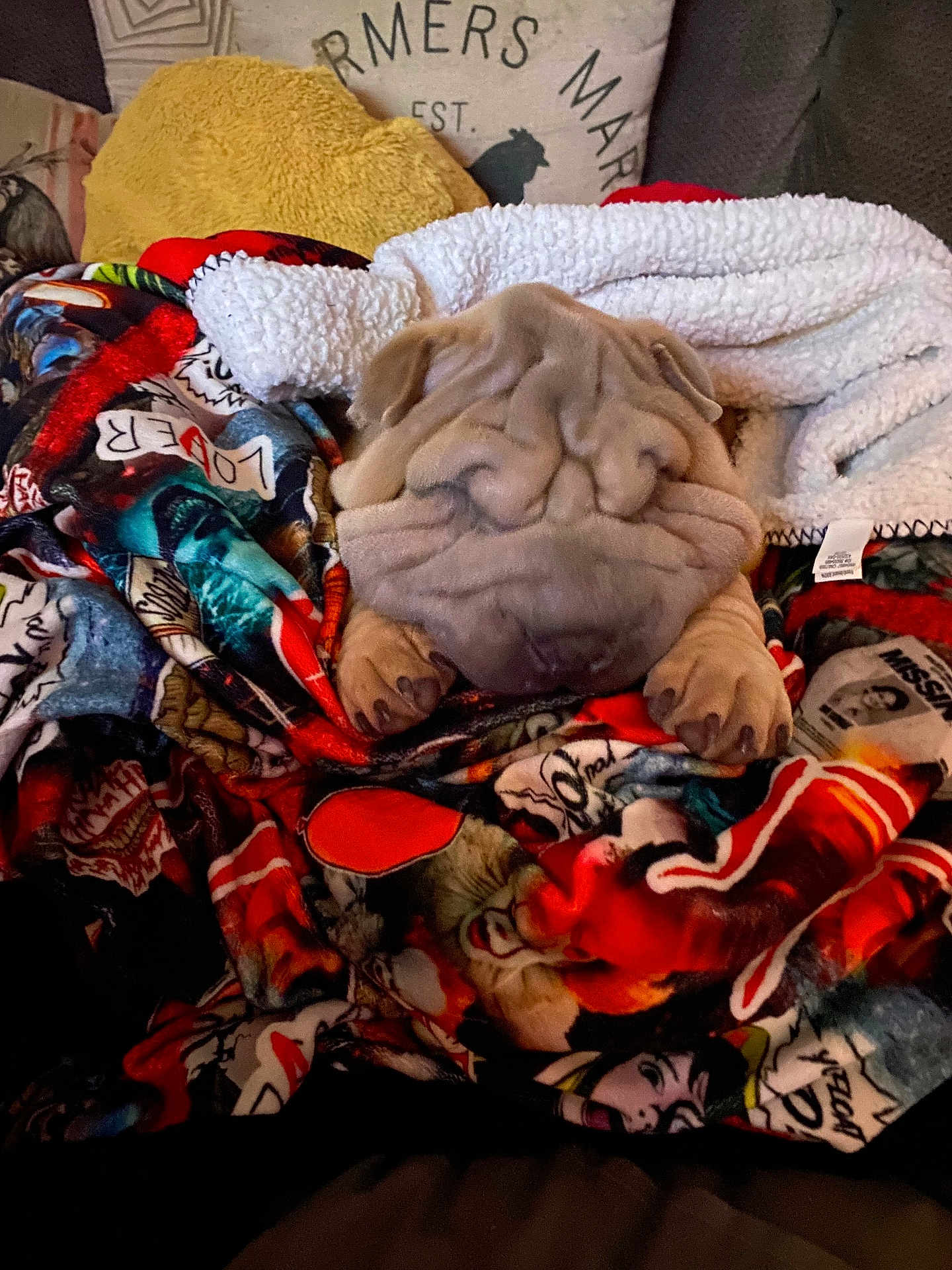 Whiskey joined the competition — help win amazing prizes! dog, puppy, wrinkled_face, blanket, colorful_blanket, couch, pillow, cozy, paws, snout, sleeping, indoor, plush_blanket, fabric, home_interior, pet, resting, soft, pattern, closeup