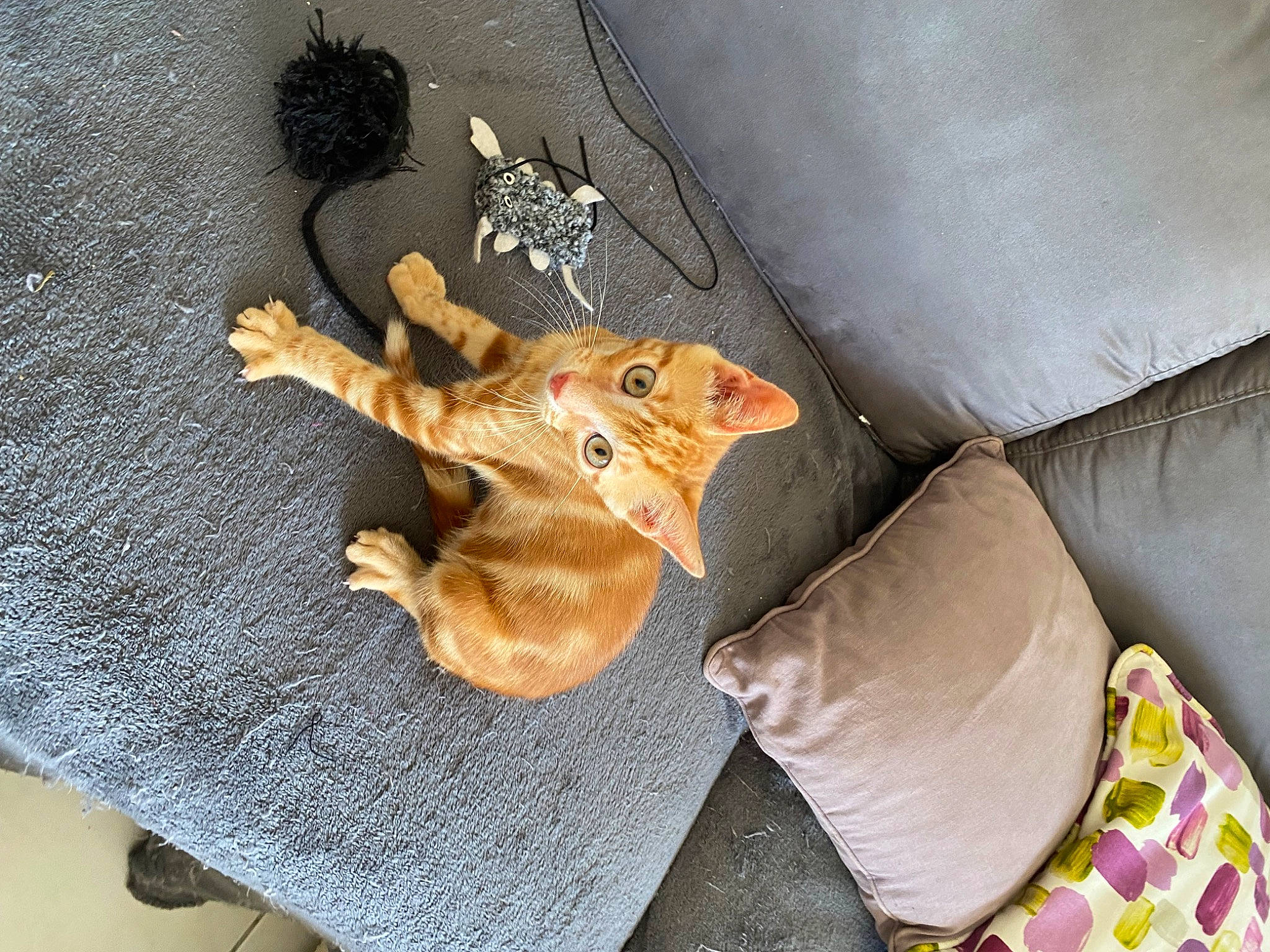 Mogwai participe au concours pour gagner de l'argent avec cette photo : canidae, comfort, couch, fawn, felidae, flooring, fur, linens, pattern, plush, room, small_to_medium_sized_cats, stuffed_toy, tail, teddy_bear, textile, toy, twig, whiskers, wood