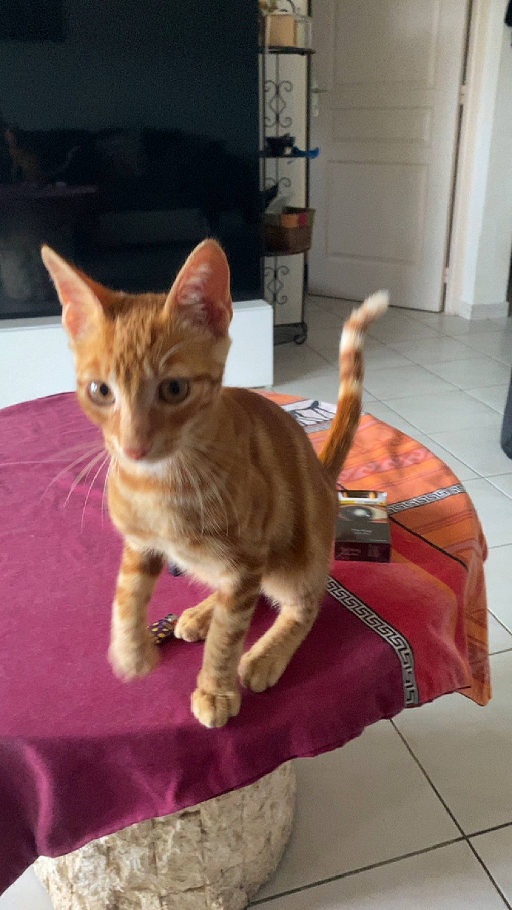 Mogwai participe au concours pour gagner de l'argent avec cette photo : cabinetry, carnivore, cat, claw, comfort, domestic_short_haired_cat, door, fawn, felidae, flooring, fur, paw, room, sitting, small_to_medium_sized_cats, tail, terrestrial_animal, whiskers, wood