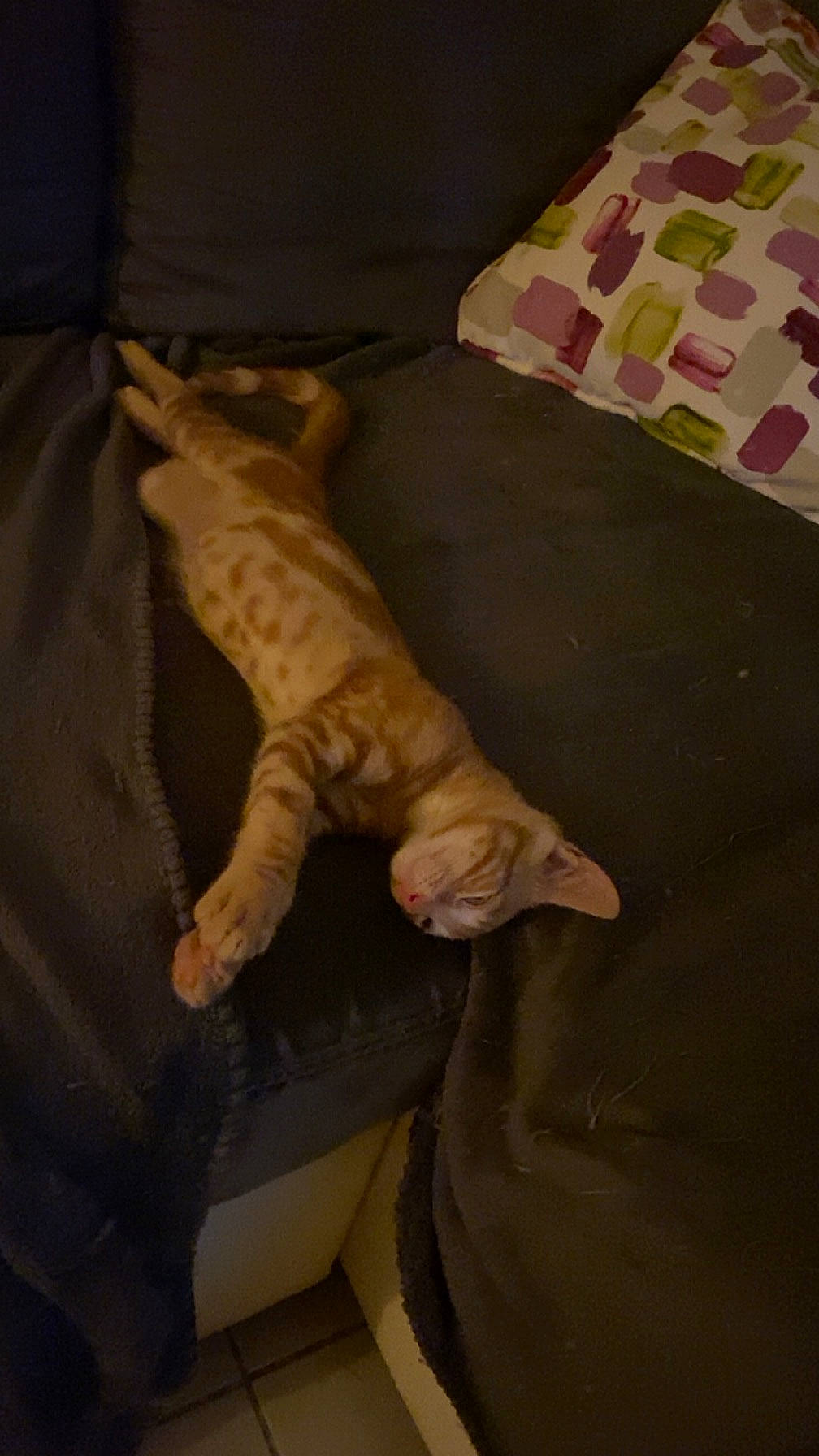 Mogwai participe au concours pour gagner de l'argent avec cette photo : bedding, carnivore, cat, comfort, domestic_short_haired_cat, fawn, felidae, floor, flooring, fur, hardwood, linens, pattern, room, small_to_medium_sized_cats, tail, terrestrial_animal, textile, whiskers, wood