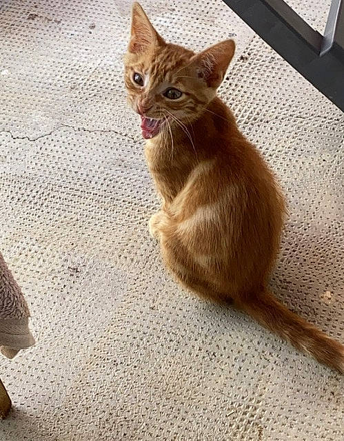 Mogwai a rejoint le concours — aidez-le/la à gagner de superbes lots ! carnivore, cat, claw, comfort, domestic_short_haired_cat, fawn, felidae, flooring, foot, fur, hardwood, human_leg, paw, sitting, small_to_medium_sized_cats, tail, terrestrial_animal, whiskers, window, wood