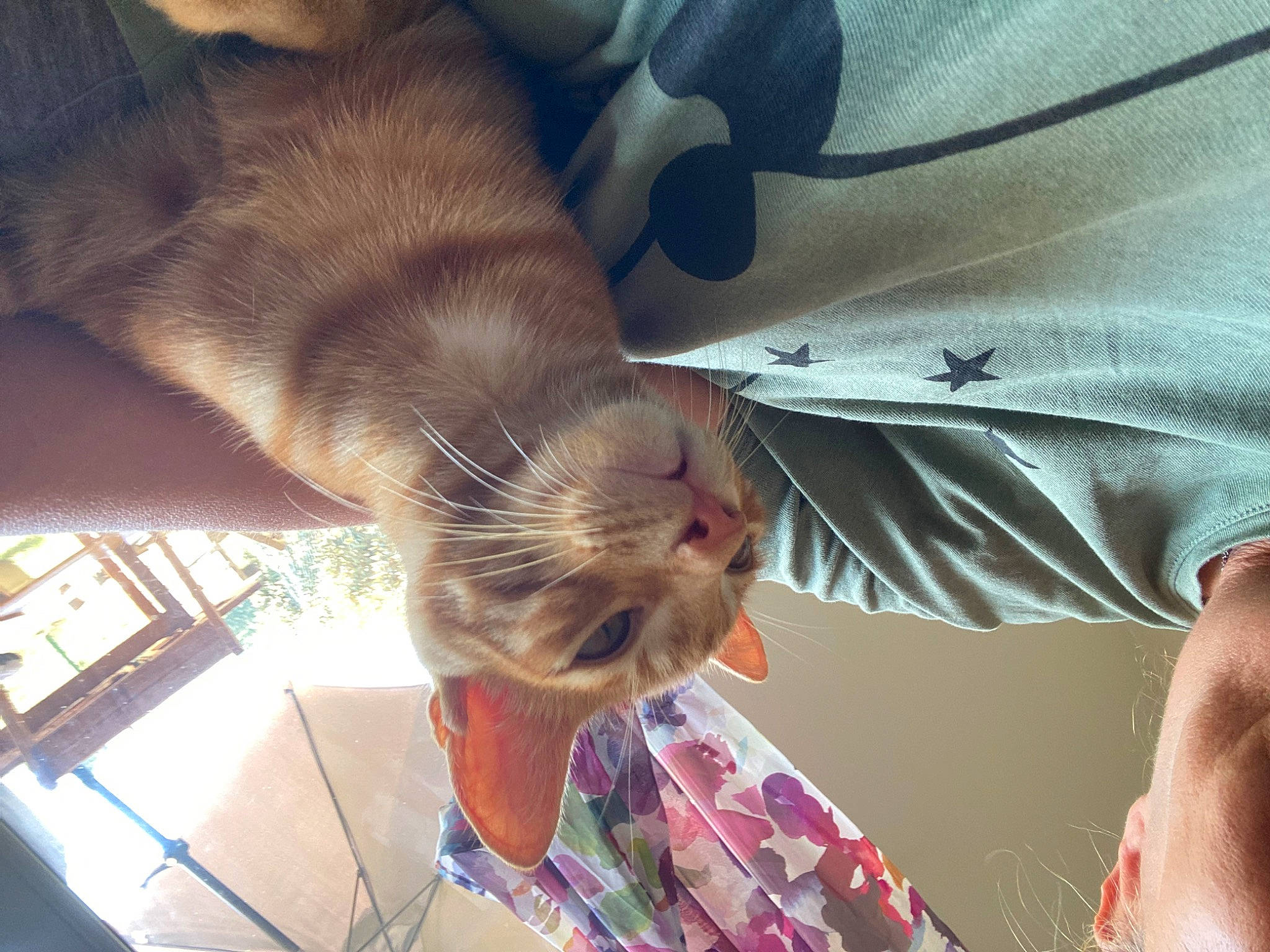 Mogwai participe au concours pour gagner de l'argent avec cette photo : carnivore, cat, comfort, companion_dog, dog_breed, domestic_short_haired_cat, elbow, fawn, felidae, fur, human_leg, nail, selfie, small_to_medium_sized_cats, snout, sporting_group, tail, textile, tree, whiskers