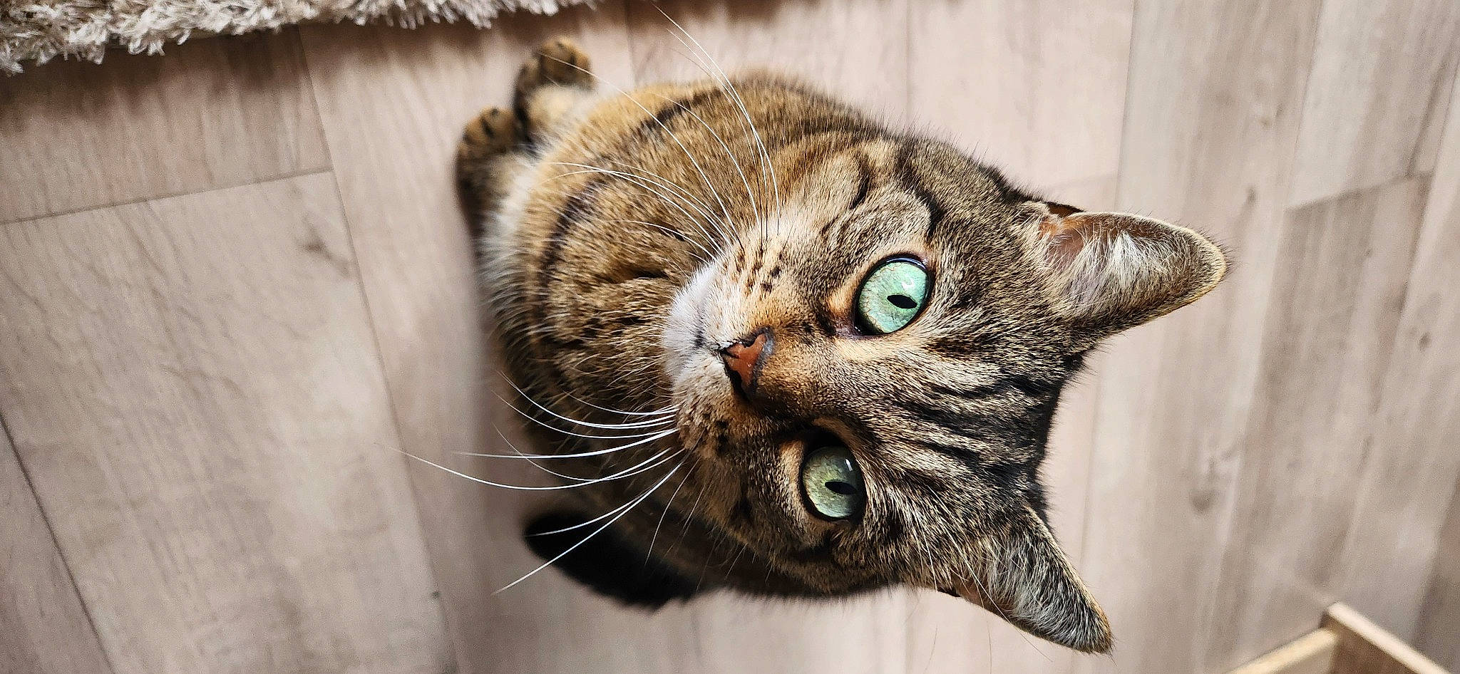 Maggie a rejoint le concours — aidez-le/la à gagner de superbes lots ! carnivore, cat, claw, domestic_short_haired_cat, door, felidae, fur, paw, small_to_medium_sized_cats, snout, terrestrial_animal, whiskers, wildlife, wood