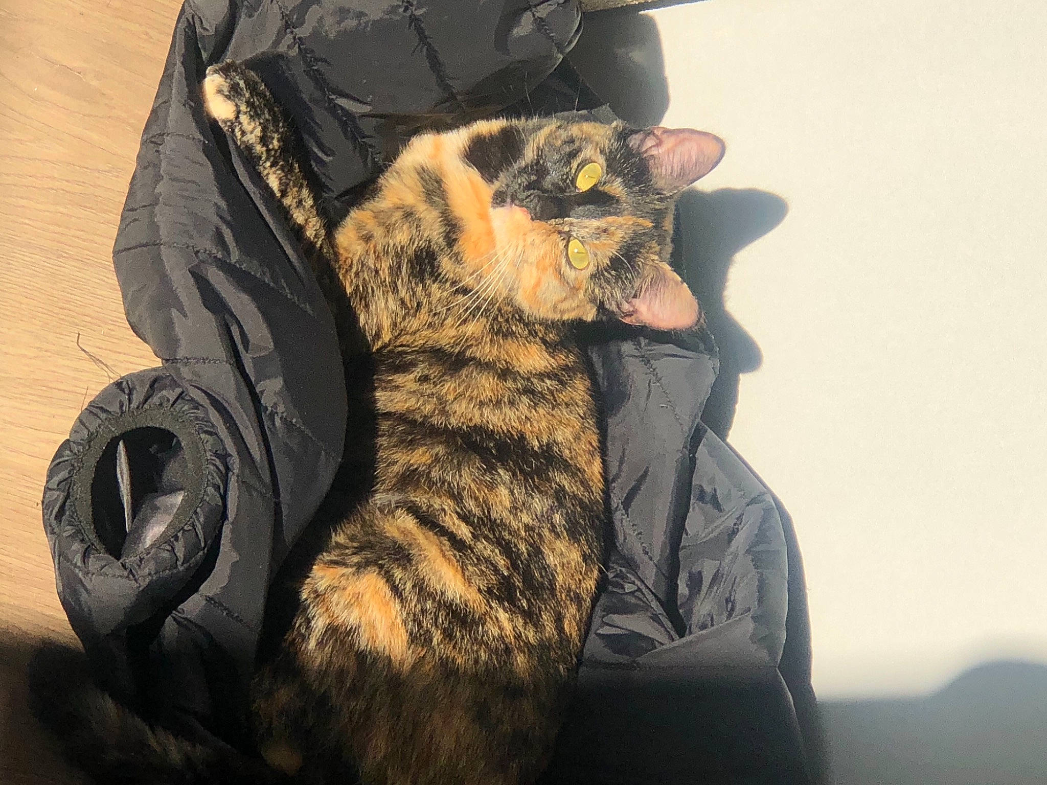 Rosy a rejoint le concours — aidez-le/la à gagner de superbes lots ! bag, black_cat, carnivore, cat, comfort, dress, eyewear, feather, felidae, fur, fur_clothing, gesture, glove, human_leg, luggage_and_bags, personal_protective_equipment, sleeve, small_to_medium_sized_cats, street_fashion, whiskers