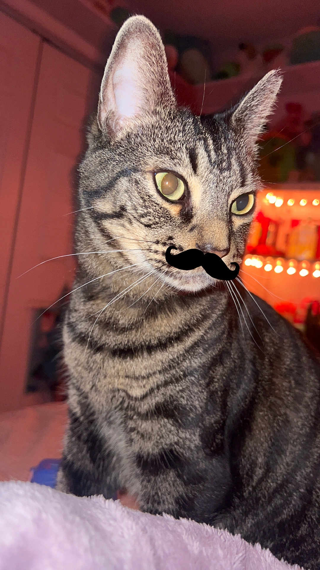 Baby Cat