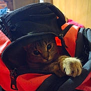 Pixie is registered to the contest to win money with this photo: animal, backpack, cat, closeup, cozy, curious, cute, domestic_animal, feline, fur, hidden, indoor, paw, pet, playful, red_color, resting, soft, tabby_cat, zipper