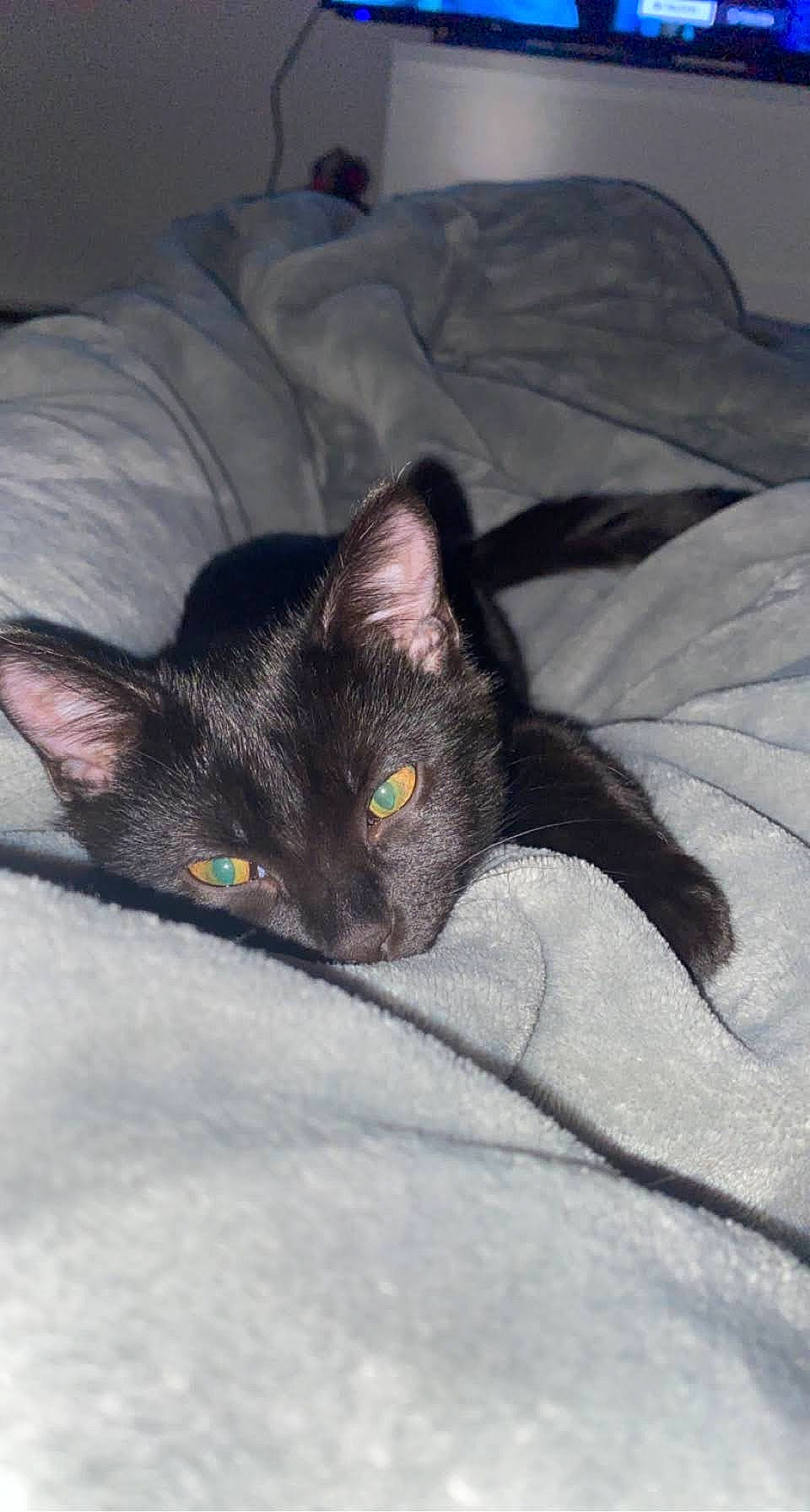 Kitek is registered to the contest to win money with this photo: black_cat, bombay, carnivore, cat, claw, comfort, domestic_short_haired_cat, eye, felidae, fur, grey, havana_brown, leg, linens, nap, paw, small_to_medium_sized_cats, snout, tail, whiskers