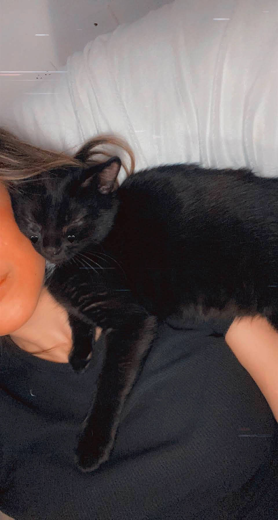 Kitek is registered to the contest to win money with this photo: black_cat, carnivore, cat, claw, comfort, domestic_short_haired_cat, ear, felidae, formal_wear, fur, gesture, hair, human_leg, lap, paw, sitting, small_to_medium_sized_cats, tail, thigh, whiskers