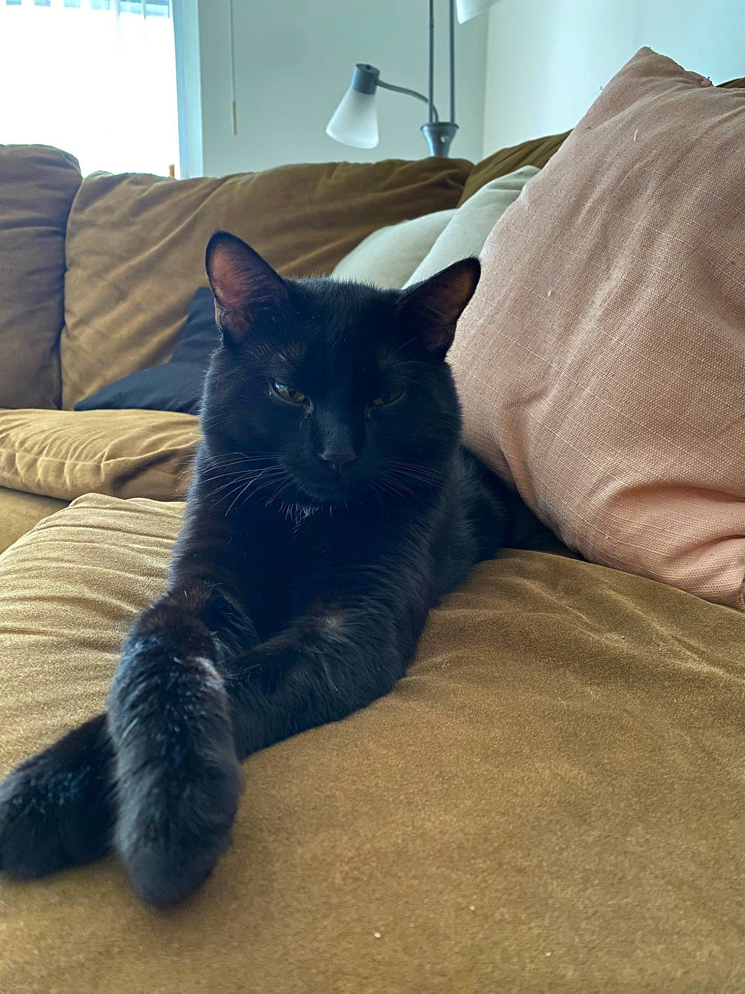 Kitek is registered to the contest to win money with this photo: black_cat, carnivore, cat, comfort, domestic_short_haired_cat, electric_blue, felidae, flooring, fur, grey, hardwood, lamp, nap, paw, room, small_to_medium_sized_cats, tail, terrestrial_animal, whiskers, wood