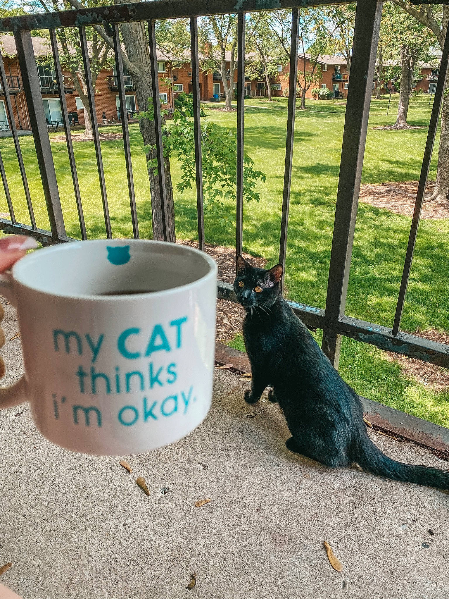 Kitek joined the competition — help win amazing prizes! black_cat, carnivore, cat, cup, domestic_short_haired_cat, drinkware, felidae, fence, grass, line, mammal, plant, serveware, shade, small_to_medium_sized_cats, tableware, tail, tree, vertebrate, whiskers