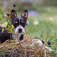Ozzy is registered to the contest to win money with this photo: animal, black, blurred_background, brown, closeup, curious, dog, ears, face, fur, grass, ground, nature, outdoor, pet, plants, portrait, puppy, small_dog, white