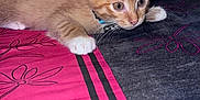 Oliver participe au concours pour gagner de l'argent avec cette photo : kitten, cat, orange_cat, pet, animal, indoor, bedspread, curious, alert, paw, whiskers, feline, young, crouching, closeup, domestic, household, colorful, fabric, playful